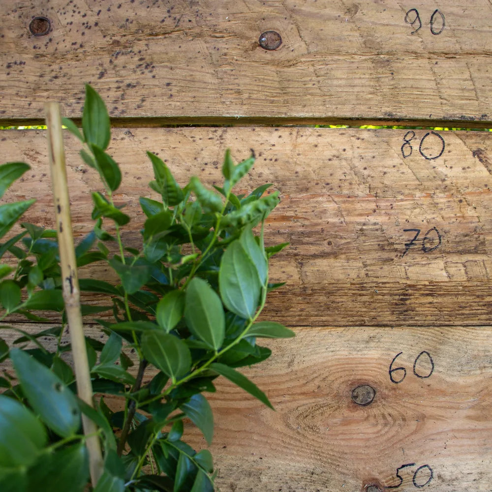 Ziziphus Busch detail