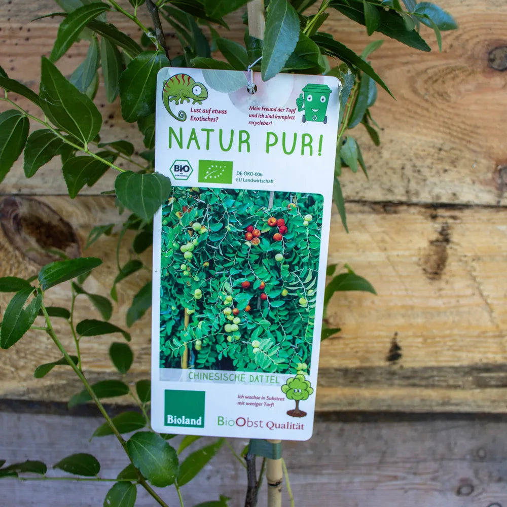 Ziziphus Busch label