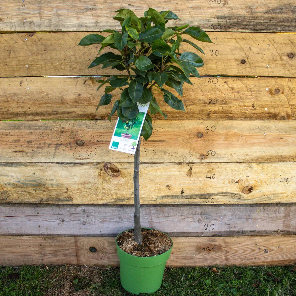 Zwergbirne Zwergenstar