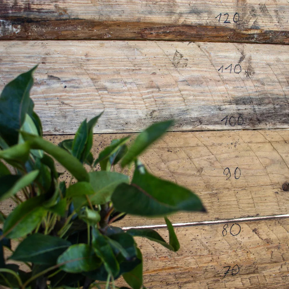 Zwergbirne Zwergenstar detail