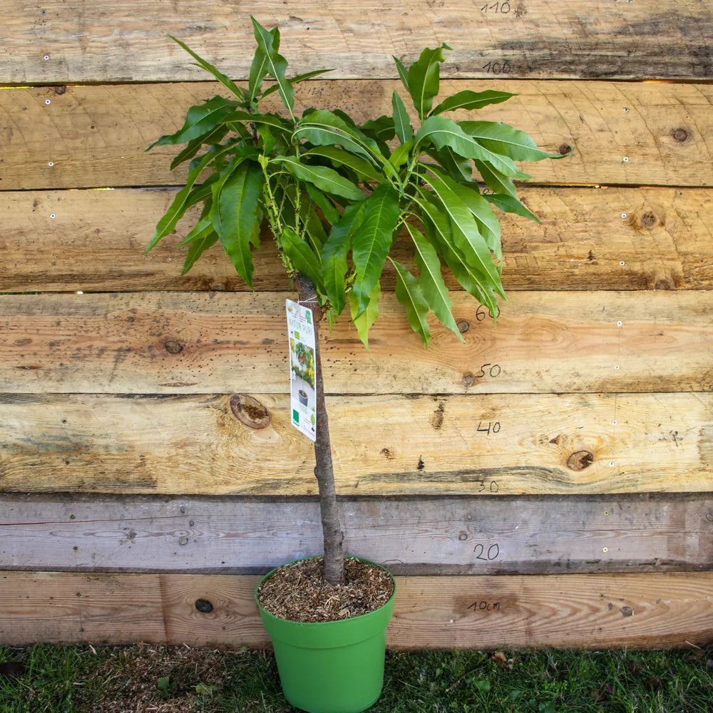 Zwergnektarine Zwergenstar