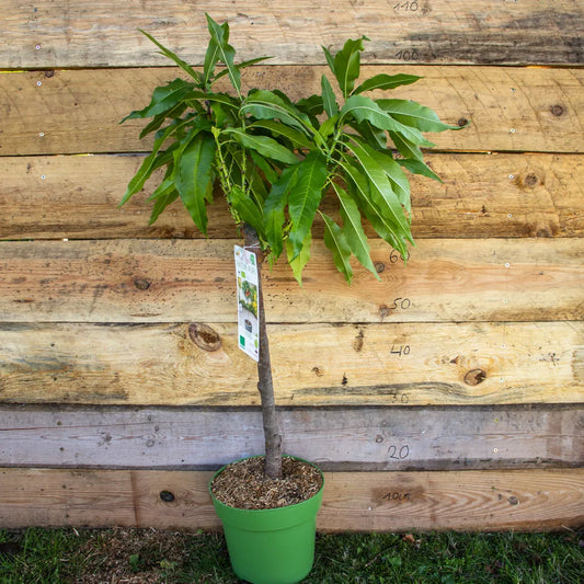 Zwergnektarine Zwergenstar