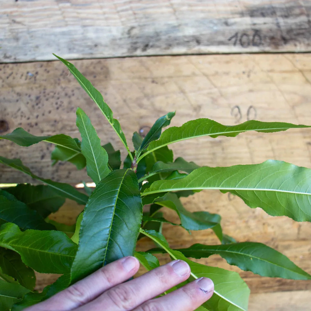 Zwergnektarine Zwergenstar detail