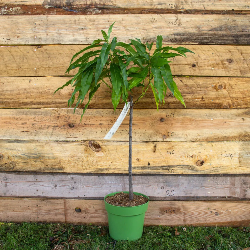 Zwergpfirsich Zwergenstar