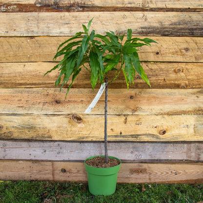 Zwergpfirsich Zwergenstar