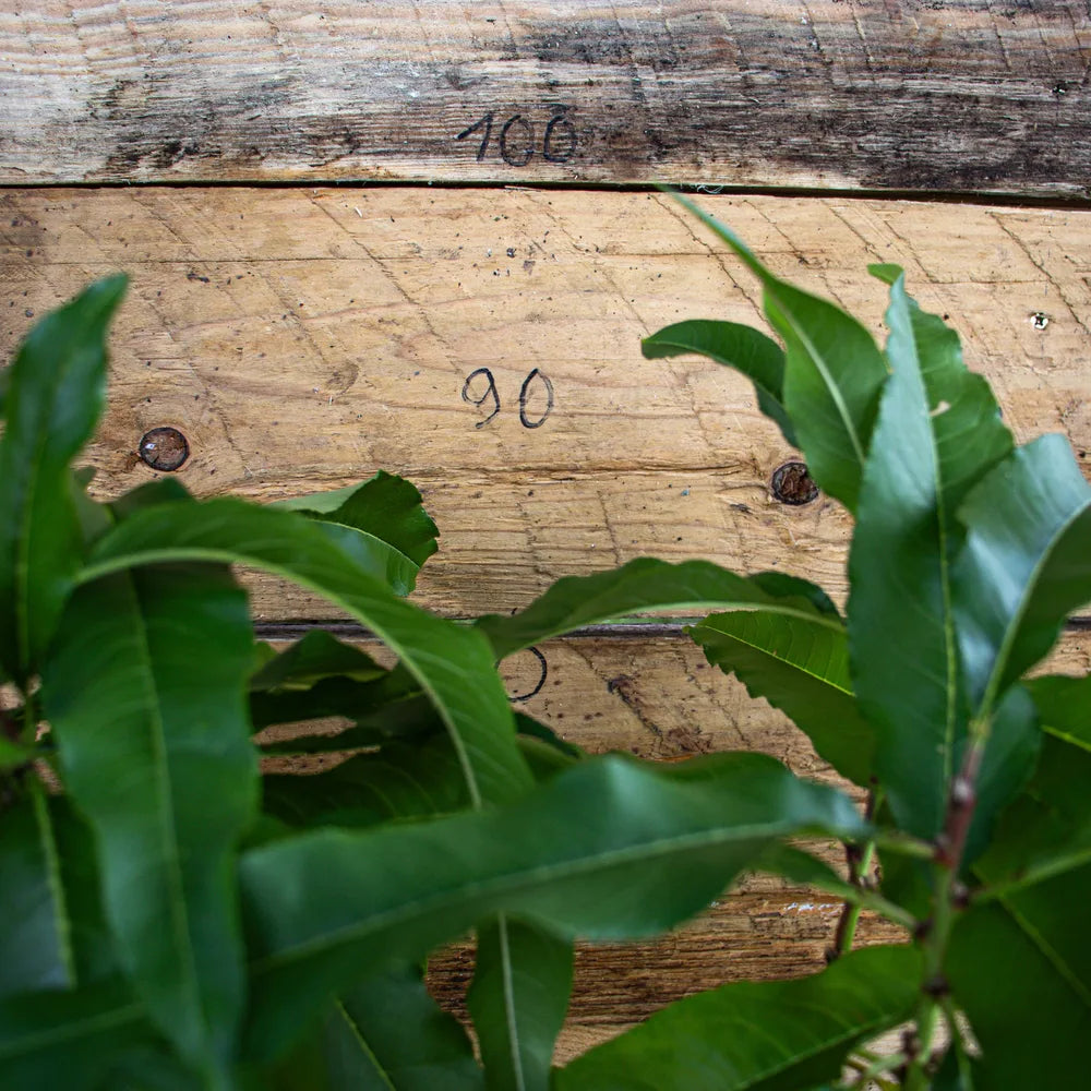 Zwergpfirsich Zwergenstar detail