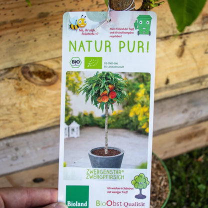 Zwergpfirsich Zwergenstar label