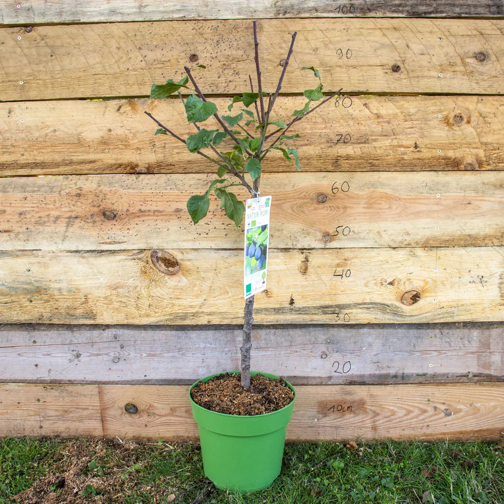 Zwergpflaume Zwergenstar