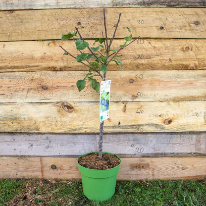 Zwergpflaume Zwergenstar