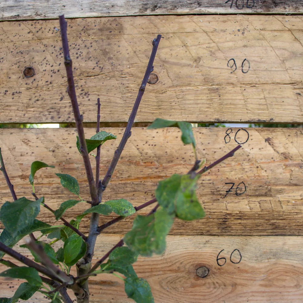 Zwergpflaume Zwergenstar detail