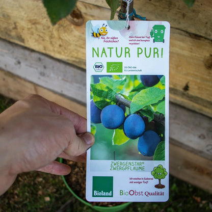 Zwergpflaume Zwergenstar label