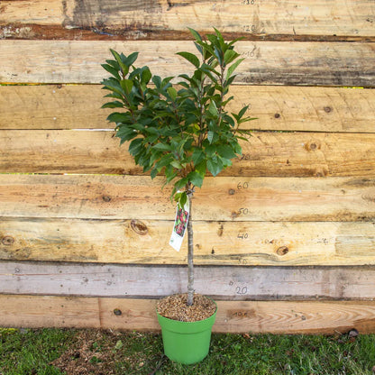 Zwergsauerkirsche Zwergenstar