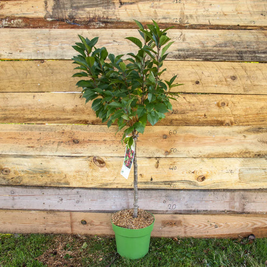 Zwergsauerkirsche Zwergenstar