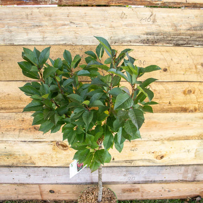 Zwergsauerkirsche Zwergenstar detail