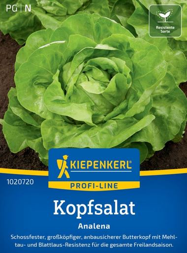 Kopfsalat Analena