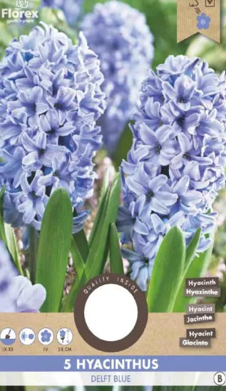 Frühlingsblüher Mix