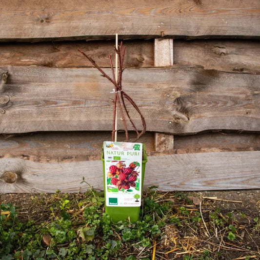 japanische_Weinbeere_1