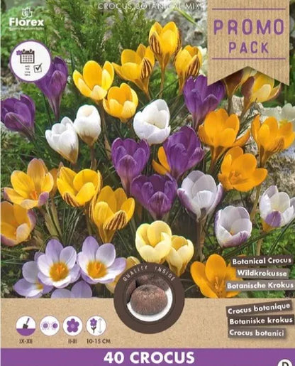 Frühlingsblüher Mix