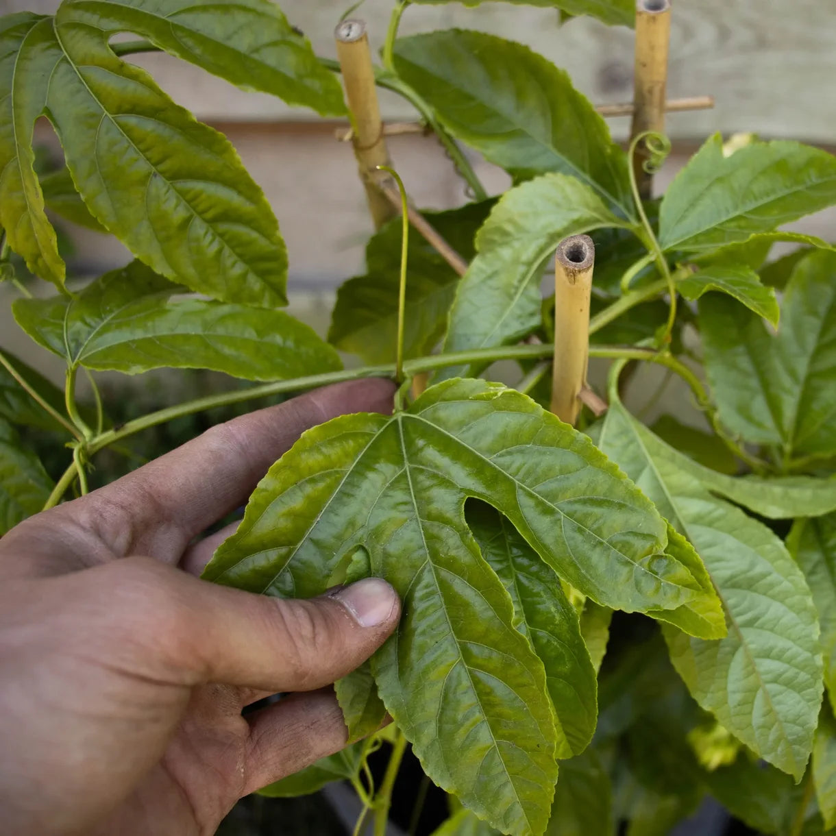 maracuja-pflanze-blatt