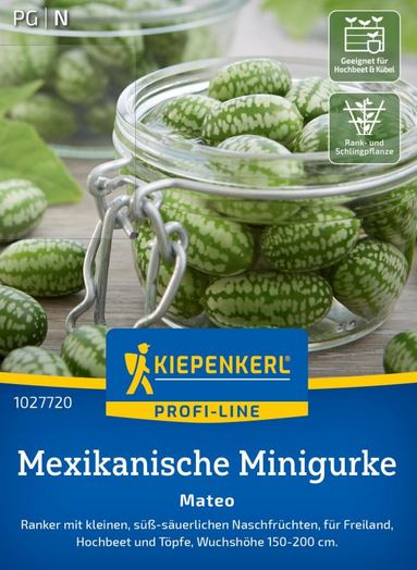 Mexikanische Minigurke Mateo