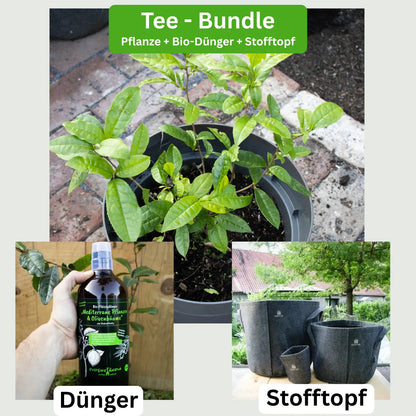 Tee-Komplettset 'Longjing 43' — Pflanze, Dünger & Stofftopf