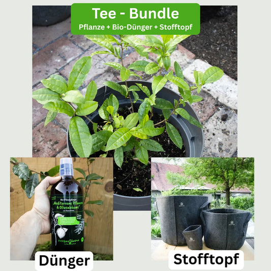 Tee-Komplettset 'Longjing 43' — Pflanze, Dünger & Stofftopf