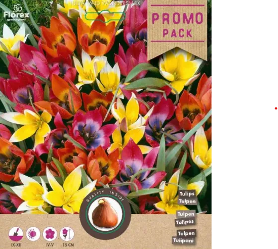 Frühlingsblüher Mix
