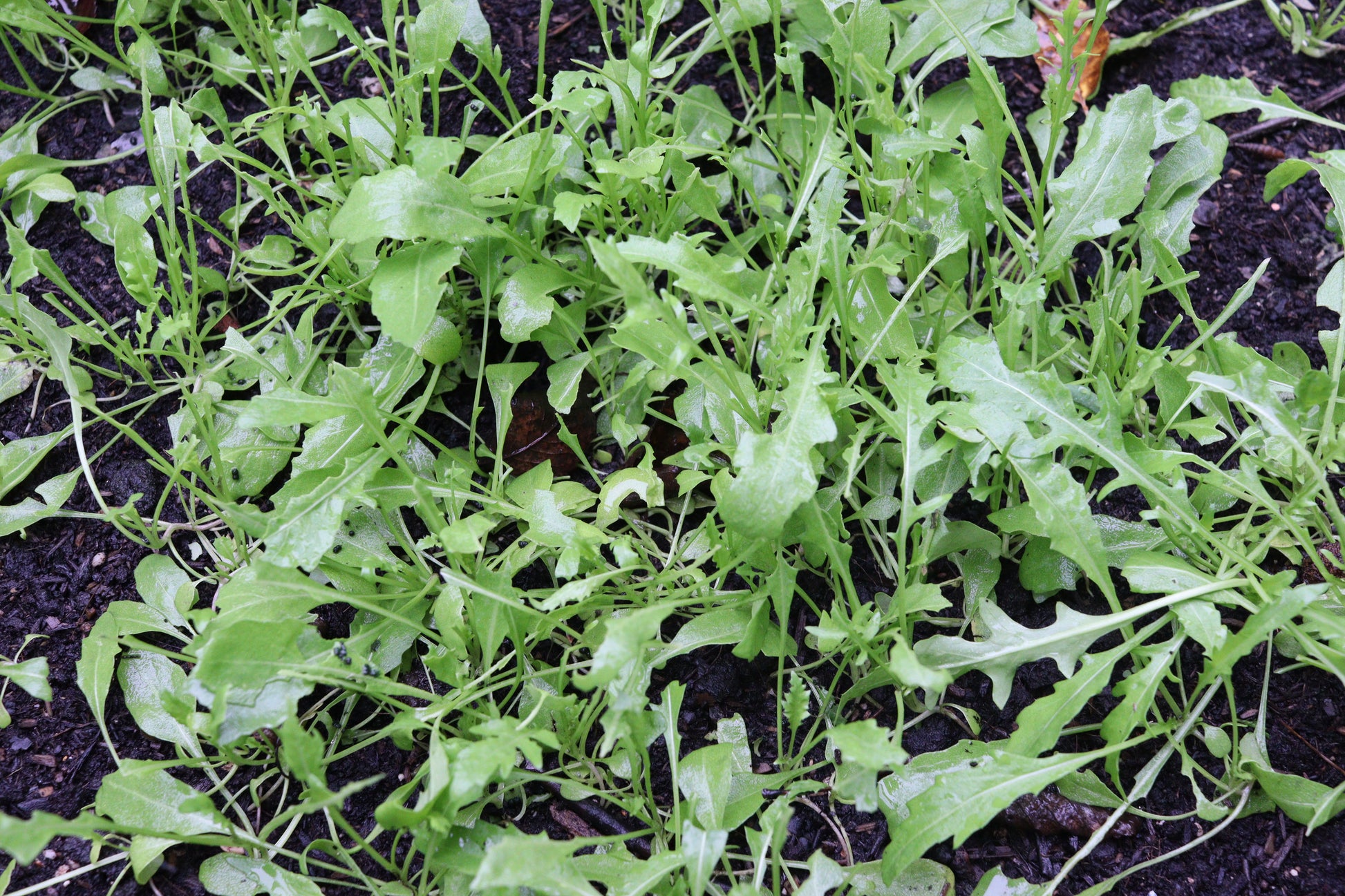 Wilde Rauke selvatica