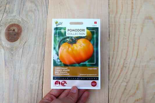 Fleischtomate Brandywine Yellow