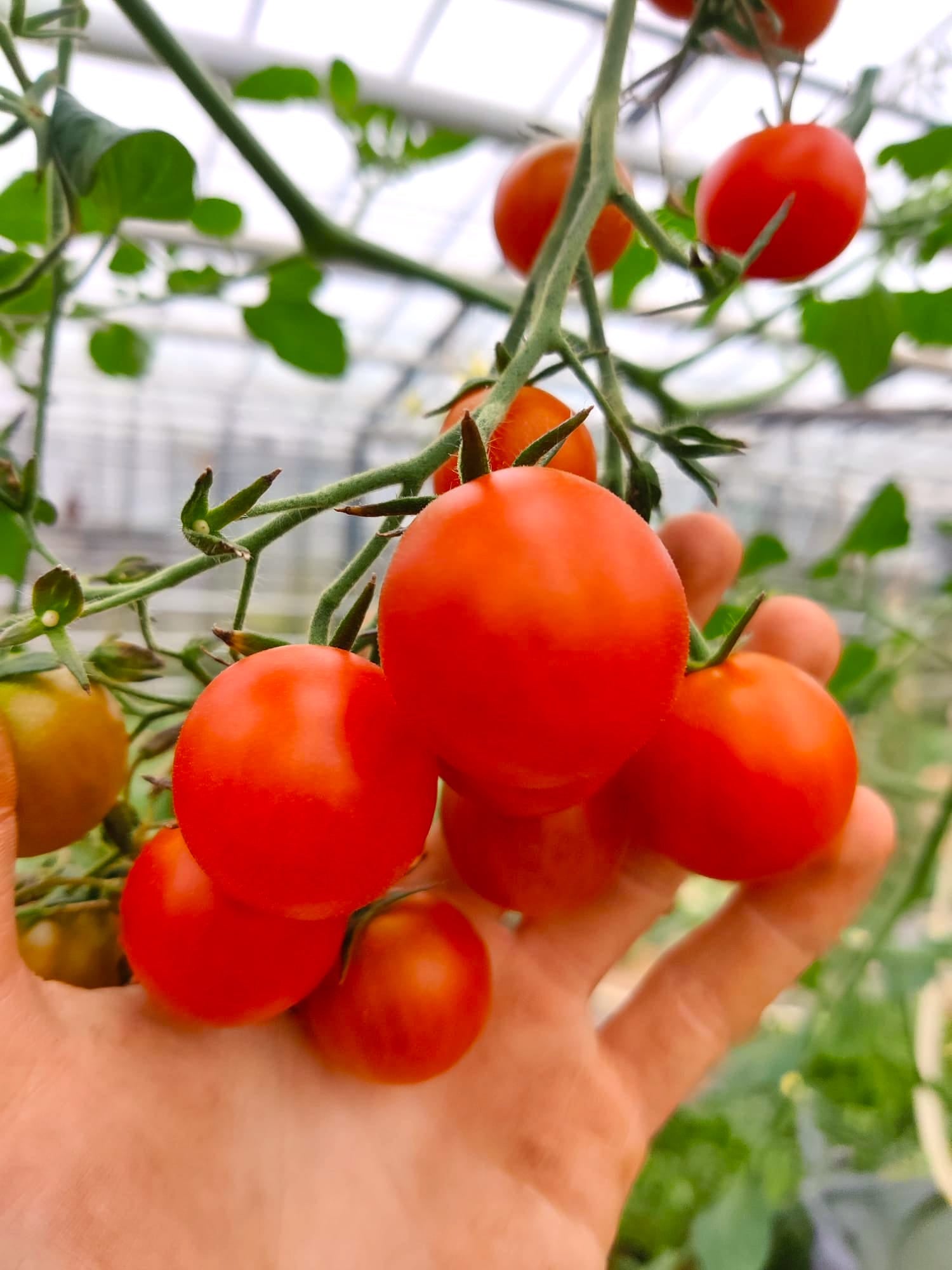 Balkontomate