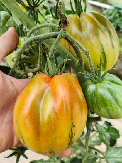 Coeur de Boeuf