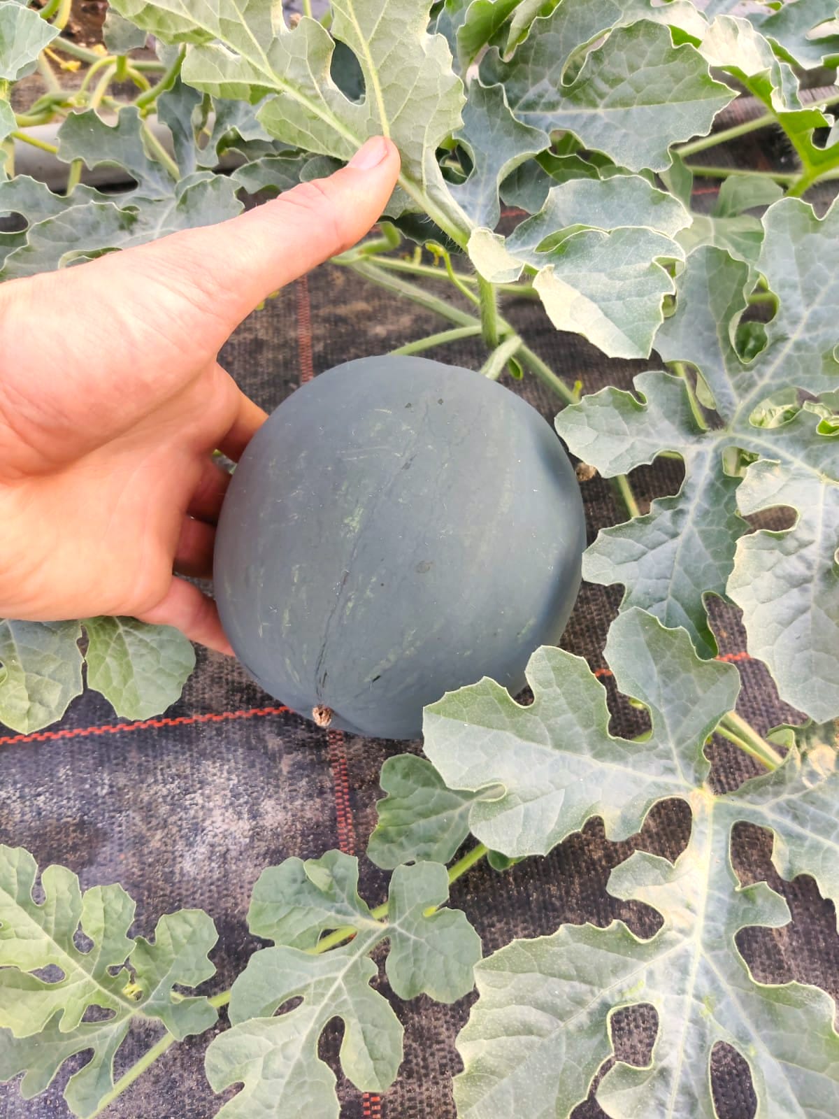 Wassermelone - Crimson Sweet BIO