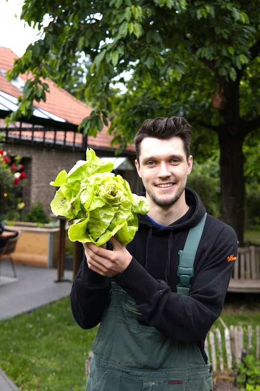 Kopfsalat Maikönig BIO