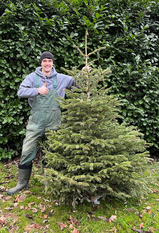 Weihnachtsbaum