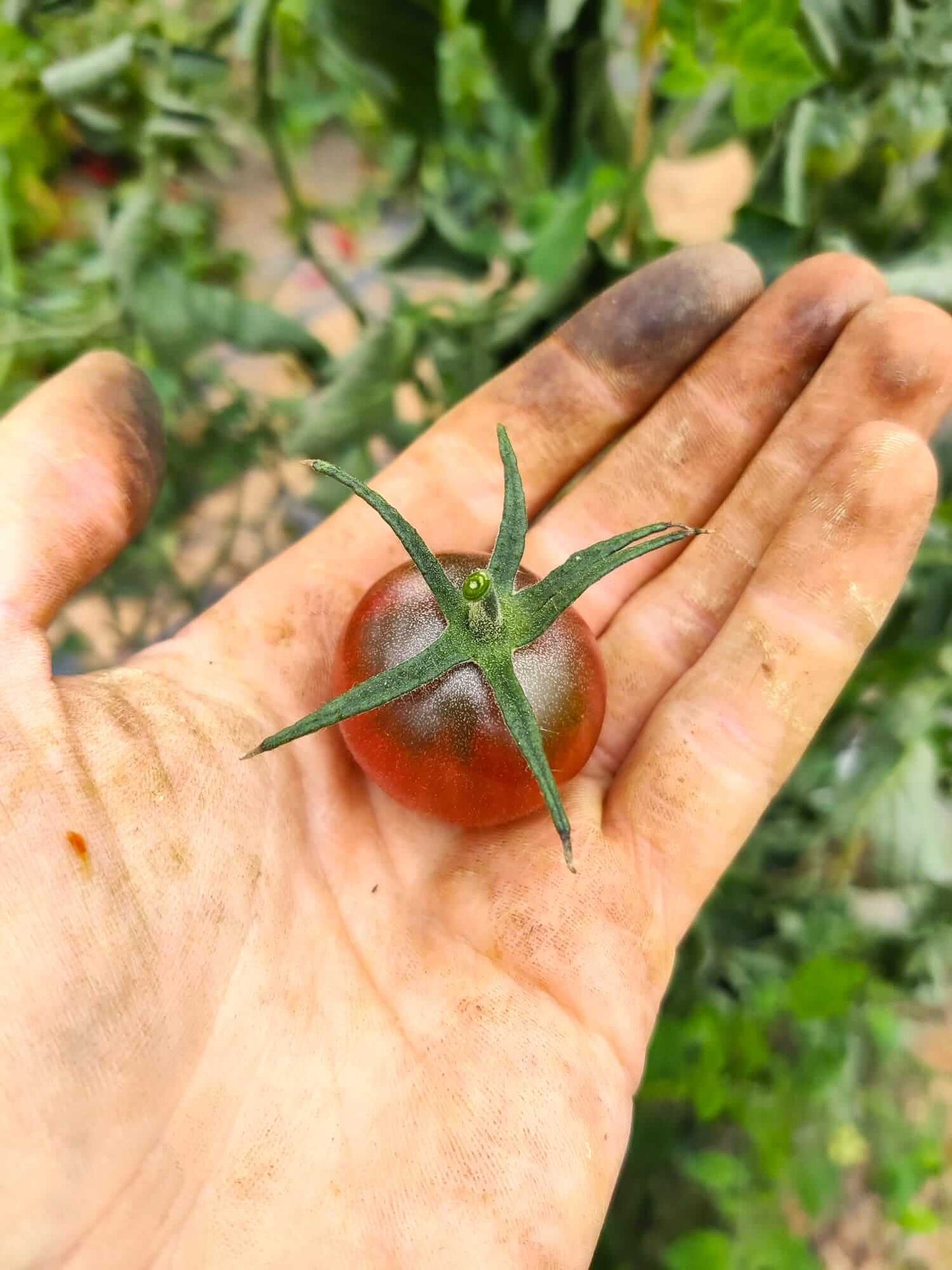 Kirschtomate - Black Cherry