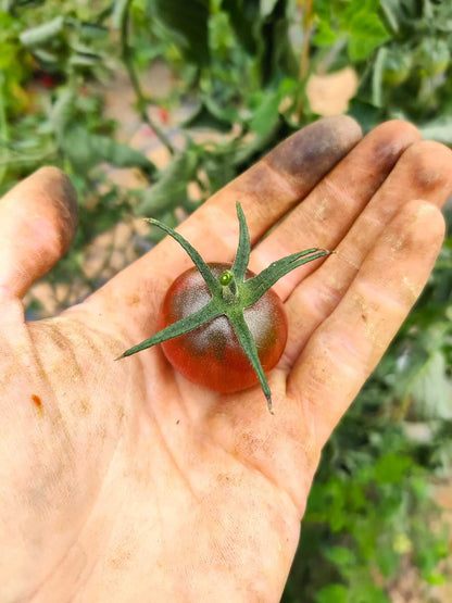 Kirschtomate - Black Cherry