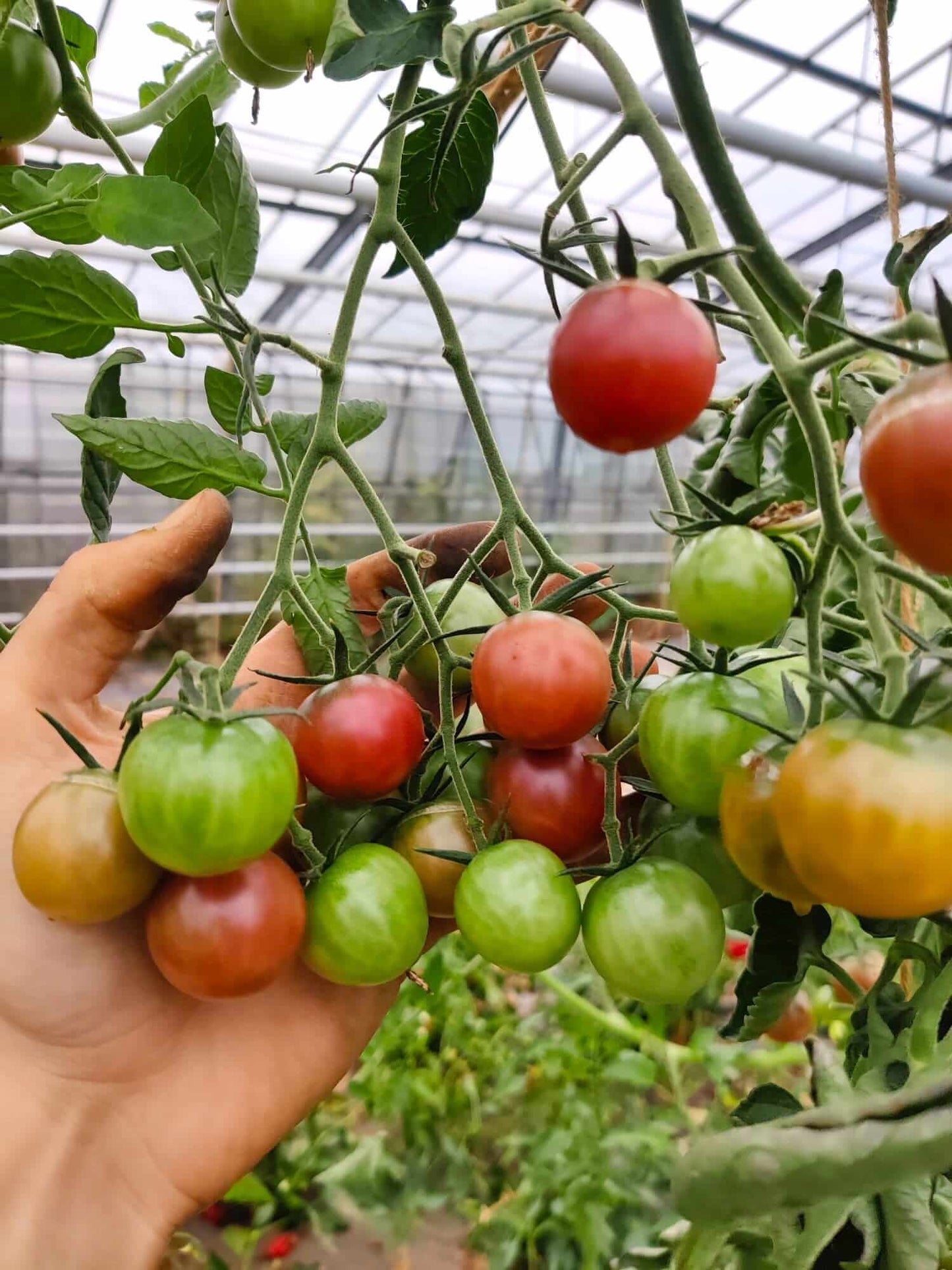 Kirschtomate - Black Cherry